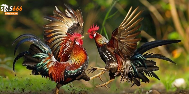 Các Loại Gà Chiến - Bí Quyết Lựa Chọn Chiến Kê Vô Địch 1 Các Loại Gà Chiến - Bí Quyết Lựa Chọn Chiến Kê Vô Địch