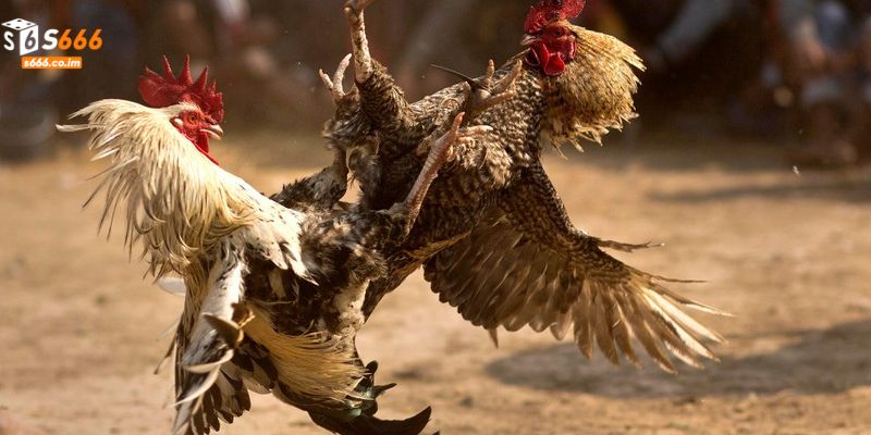 Các Loại Gà Chiến - Bí Quyết Lựa Chọn Chiến Kê Vô Địch 2 Chi tiết khái niệm về giống gà đá