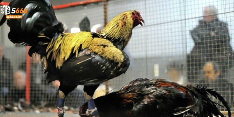 Các Loại Gà Chiến - Bí Quyết Lựa Chọn Chiến Kê Vô Địch 3 Phân loại các loại gà chiến theo kiểu đòn