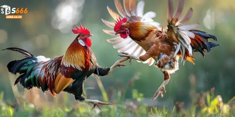 Cách Nhận Biết Gà Chọi Dễ Nhất Cho Người Mới Tham Gia 1 Cách Nhận Biết Gà Chọi Dễ Nhất Cho Người Mới Tham Gia