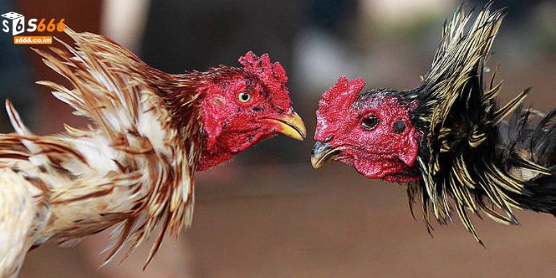 Cách Nhận Biết Gà Chọi Dễ Nhất Cho Người Mới Tham Gia 4 Cách nhận biết gà chọi xuất sắc qua bộ tứ