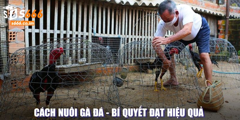 Cách Nuôi Gà Đá - Bí Quyết Đạt Hiệu Quả Trong Quá Trình 1 Cách Nuôi Gà Đá - Bí Quyết Đạt Hiệu Quả Trong Quá Trình