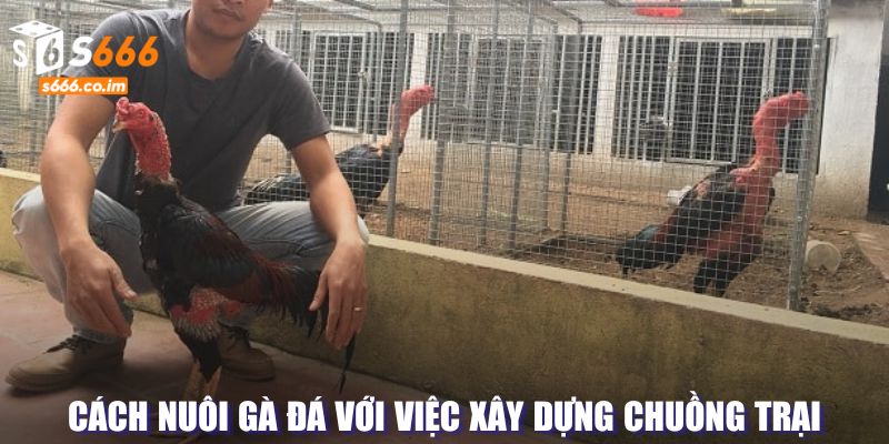 Cách Nuôi Gà Đá - Bí Quyết Đạt Hiệu Quả Trong Quá Trình 2 Xây dựng chuồng trại hợp lý hơn cho chiến kê