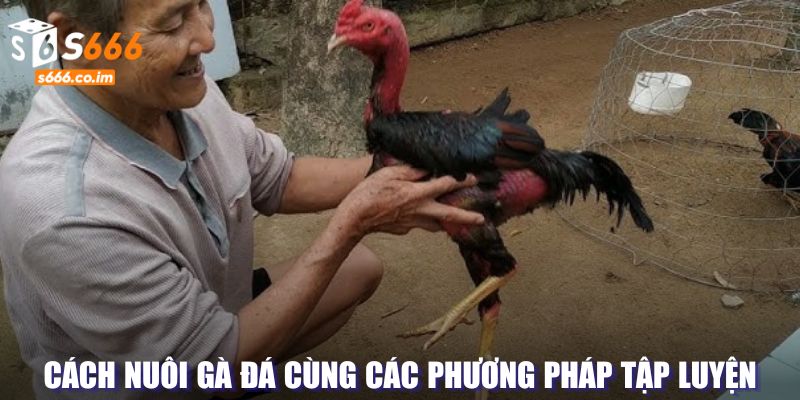 Cách Nuôi Gà Đá - Bí Quyết Đạt Hiệu Quả Trong Quá Trình 4 Kỹ năng luyện tập để chăm sóc chiến kê hiệu quả