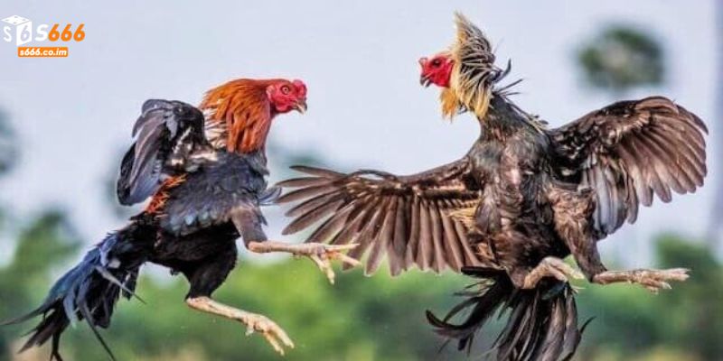 Đá Gà Đổi Tiền Thật - Chơi Hay, Cược Thật, Tiền Về Liền Tay 2 Các cửa cược phổ biến khi chơi chọi kê lấy thưởng