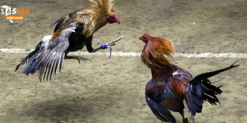 Đá Gà Đổi Tiền Thật - Chơi Hay, Cược Thật, Tiền Về Liền Tay 4 Tip nhỏ khi chơi đá gà đổi tiền thật